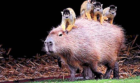 Capybara is Description and appearance