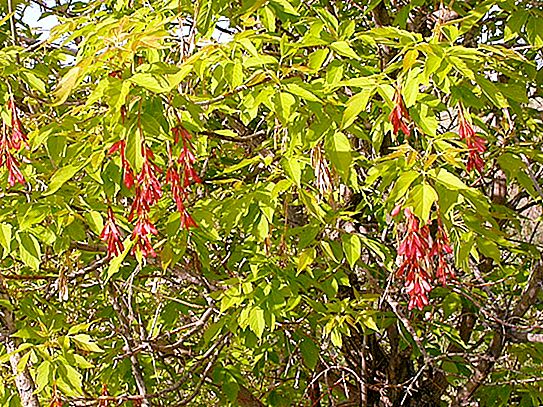 Érable à feuilles de frêne: distribution et description