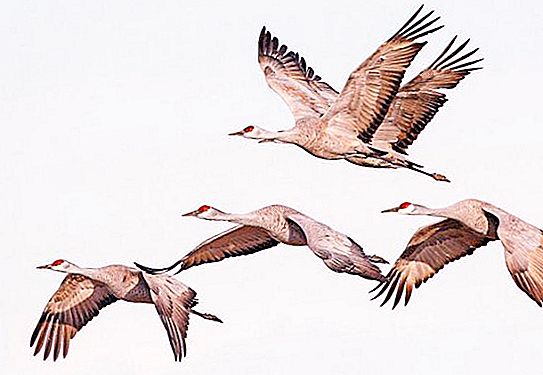 When do cranes fly south? Where do birds fly for wintering?