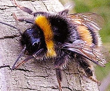 Do bumblebees bite? Let's find out