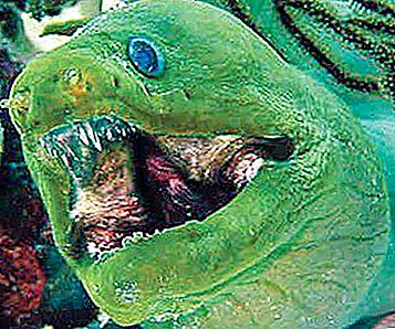 ปลาไหลมอเรย์ (ปลา) ปลาไหลมอเรย์ยักษ์: ภาพถ่าย