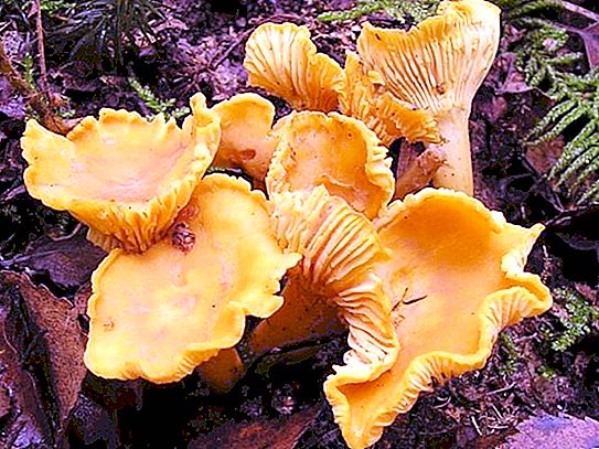 初学者蘑菇采摘：鸡油菌蘑菇生长有多快？