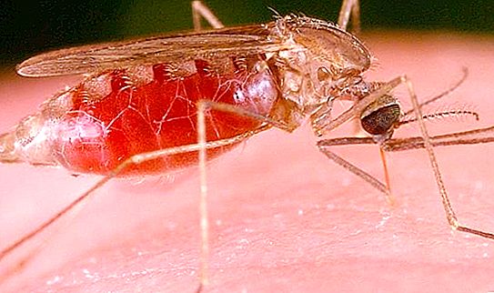 Insekti komaraca: životni vijek, uvjeti i stanište
