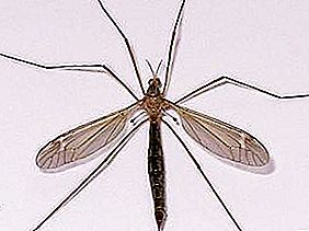 Adakah nyamuk nyamuk besar berbahaya?
