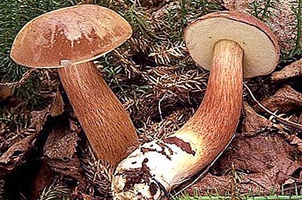 폴란드어 하얀 버섯 : 설명, 서식지, 요리 속성