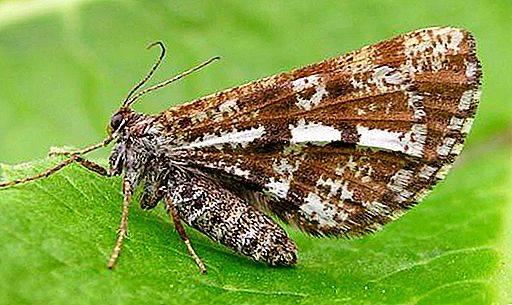 Pine moth: hitsura, tampok at kawili-wiling katotohanan