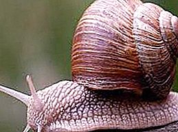 Grape snail: beneficial or harmful