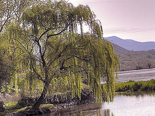 Willow (træ): beskrivelse. Piletræ eller busk?
