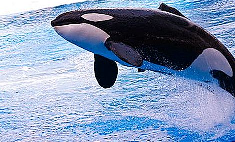 A bálnák típusai: lista, fénykép. Fogazott bálnák: fajok