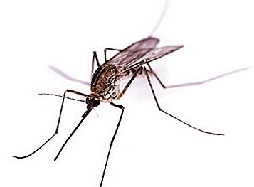 La faune: les moustiques mâles inoffensifs et leurs copines "sanglantes"