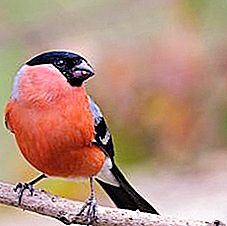 Dyreliv: Fugl med rødt bryst
