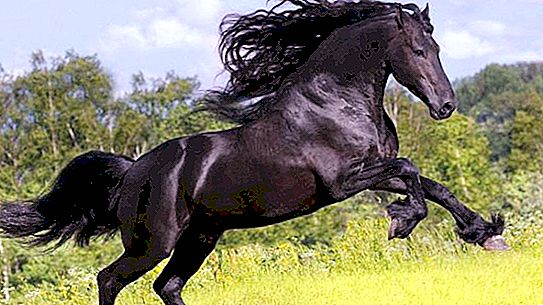 Andalúzsky kôň: charakter, farba, fotografia