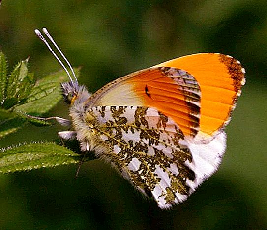 Butterfly Zorka: foton och beskrivning