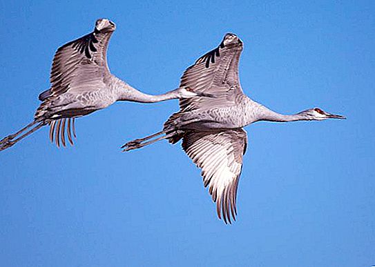 What the crane eats in nature: features and interesting facts