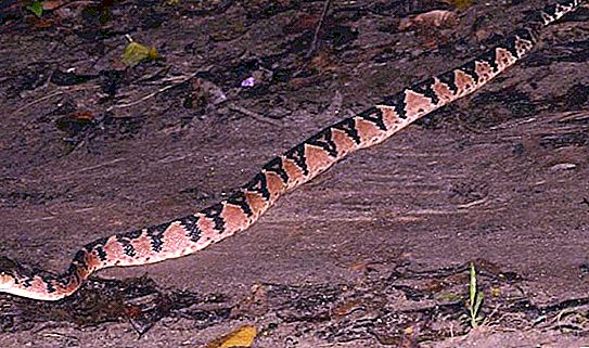 Interessante fakta om bushmeister-slangen