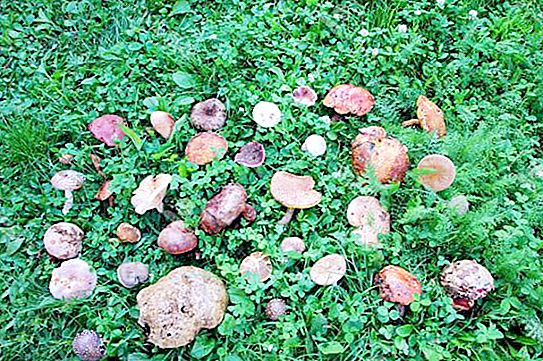 Kako odabrati gljive: jestive i nejestive u Kharkov regiji