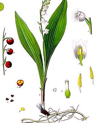 Lilies of the valley: description and photo. Forest lily of the valley