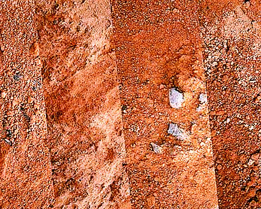 Загуби и лосовидни глини: образуване, структура и интересни факти