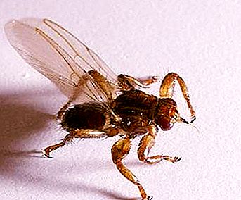 Moose fly - idegesítő parazita