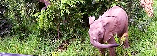 Petit éléphant n'a pas encore appris à contrôler sa trompe: vidéo drôle