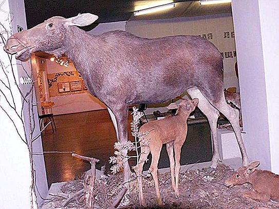 Museum of Nature of the Kostroma Region: history, collections, ticket price