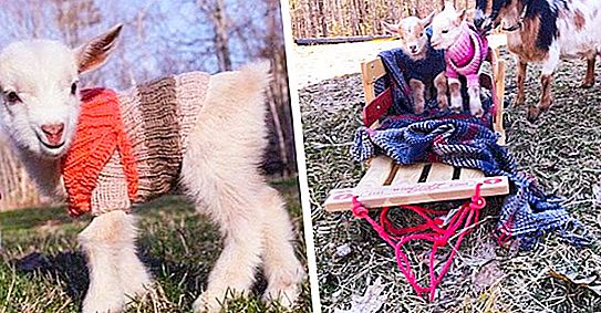La o fermă din SUA, caprele mici sunt îmbrăcate în pulovere în sezonul rece: fotografii amuzante