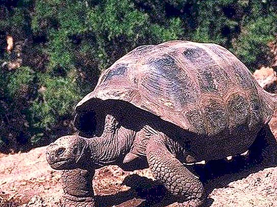 孤独的乔治-世界上最著名的海龟