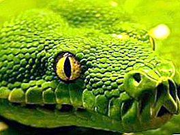 Description, photos et faits intéressants sur l'existence d'un serpent venimeux ognevki