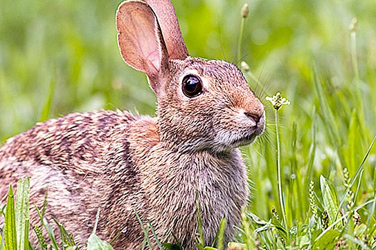 Skuad seperti hare: beberapa fakta menarik tentang hares dan pikas