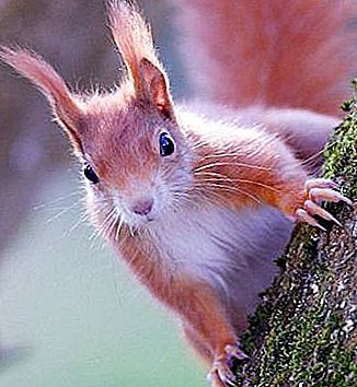 Durée de vie des écureuils dans la nature et en captivité. Combien de protéines vivent?
