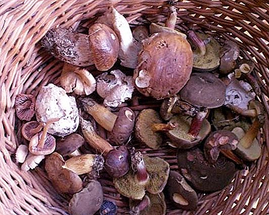 蘑菇品种及其有益特性。