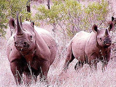 Rhino horn - the reason for its extermination