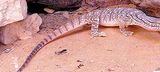 Gray monitor lizard: description, habitat, habits, photo
