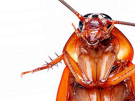Kiek tarakonų gyvena? Be maisto, be vandens ir be galvos?