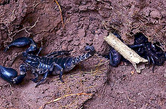 Skorpion: hvor han bor, arter