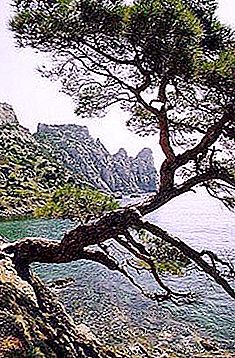 Krim fyrretræ: pris, foto, beskrivelse