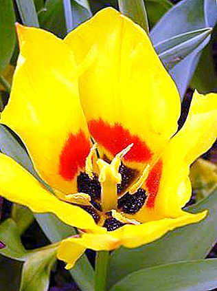 Tulip Schrenka: Penerangan dan tempat pertumbuhan. Apakah perbezaan antara tulip Schrenk dan tulip Bieberstein?