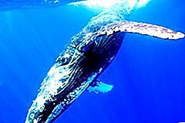 Các chúa tể của biển: nơi cá voi sống và tại sao nó được ném xuống đất