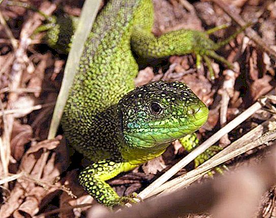 Lizard - en uovertruffen mester av forkledning i naturen
