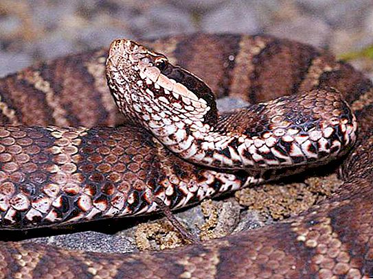 Snakes of Primorsky Krai: vue d'ensemble, description, types et caractéristiques