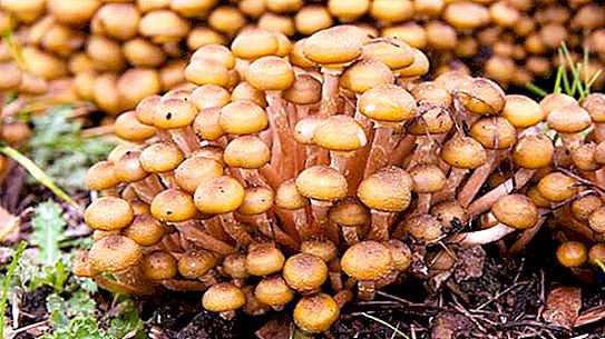 거짓 버섯과 실제 버섯을 구별하는 방법을 알고 있습니까?