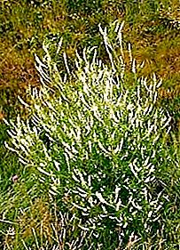 Witte klaver - een waardevolle plant met geneeskrachtige eigenschappen
