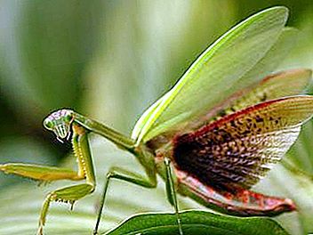Mantis bider eller ej?