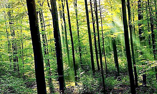 מה צומח ביער ומי חי? תיאור יער האביב והסתיו