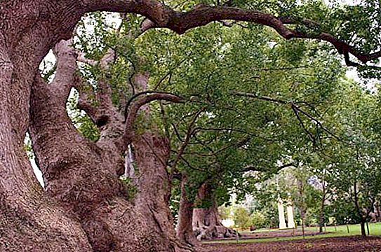 Камфорно дърво: описание, полезни свойства и приложение