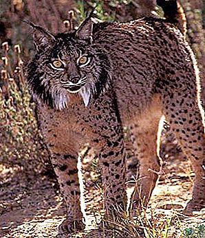 Where do lynxes live, in which zone. Lynx: what it eats, where it lives