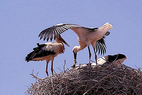Stork's nest. Where and how do storks make nests?