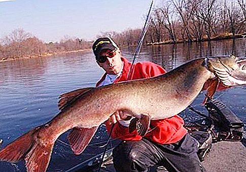 What is the biggest pike in the world?