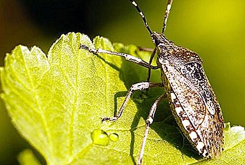 Who is the stink bug and why does it smell so bad?