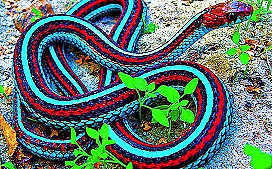 Garter snake: description, content, interesting facts